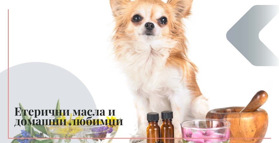 етерични масла и домашни любимци